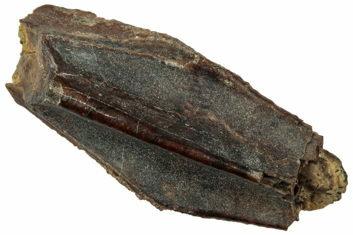 Fossil Hadrosaur (Edmontosaurus) Partial Tooth - Wyoming #323960
